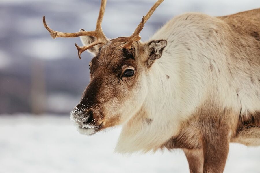 Tromsø: Reindeer Sledding & Feeding with a Sami Guide - Culture, Stories, and Joik by the Campfire