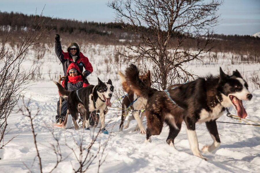 Tromsø: Self-Drive Husky Dog Sledding Adventure - Should you book this Tromsø self-drive husky sledding?