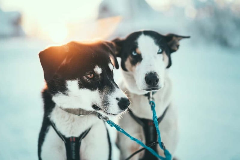 Tromsø: Self-Drive Husky Dog Sledding Adventure - The self-drive training: how you actually control the sled