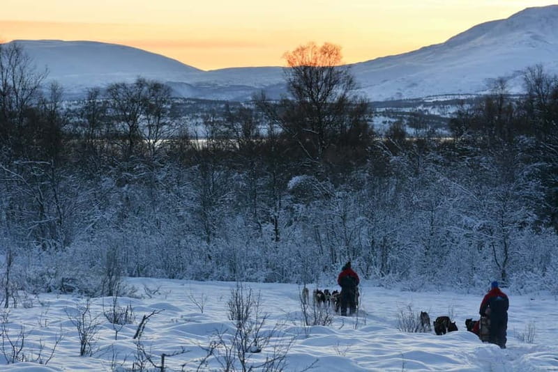Tromsø: Self-Drive Husky Dog Sledding Adventure - On the trail in the Arctic wilderness: steering, swapping, and helping on hills