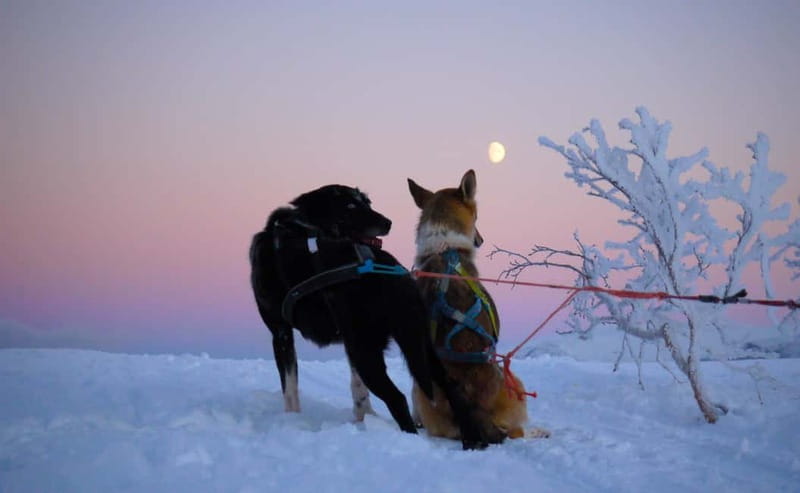 Tromsø: Self-Drive Husky Dog Sledding Adventure - The Sami Lavvo finale: hot drinks, Hege’s cake, and warming up after the run