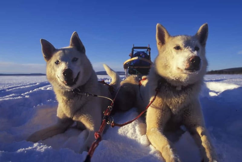Tromsø: Self-Drive Husky Dog Sledding Adventure - Who should book, and who should skip this husky workout