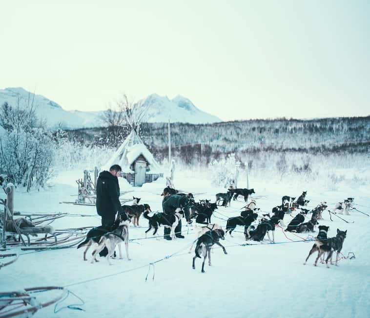 Tromsø: Self-Drive Husky Dog Sledding Adventure - Kvaløya kennel time: meeting 130+ Alaskan huskies up close