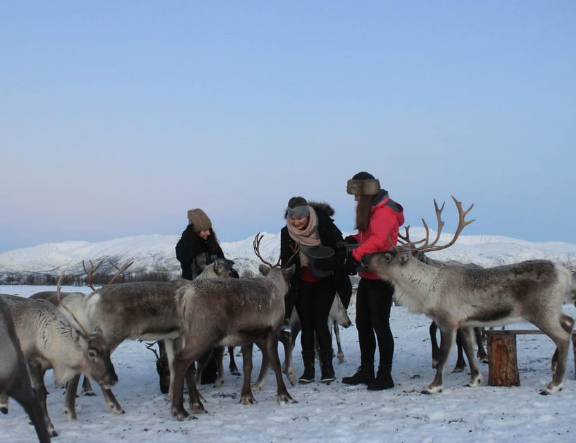 Tromsø: Snowshoeing Tour & Reindeer Encounter with Lunch - Getting picked up at Tromsø Havn Prostneset and riding out to the camp