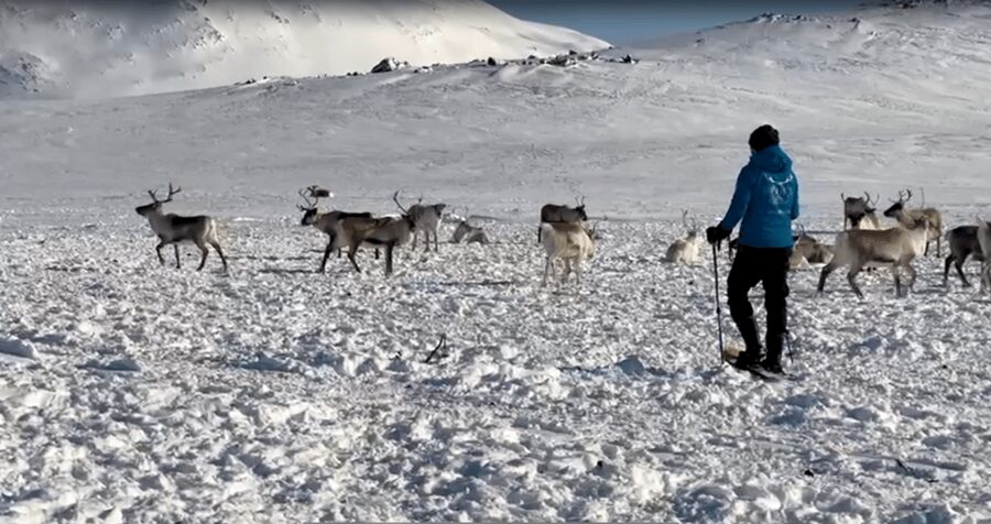 Tromsø: Snowshoeing Tour & Reindeer Encounter with Lunch - Who this tour suits best, and who should reconsider