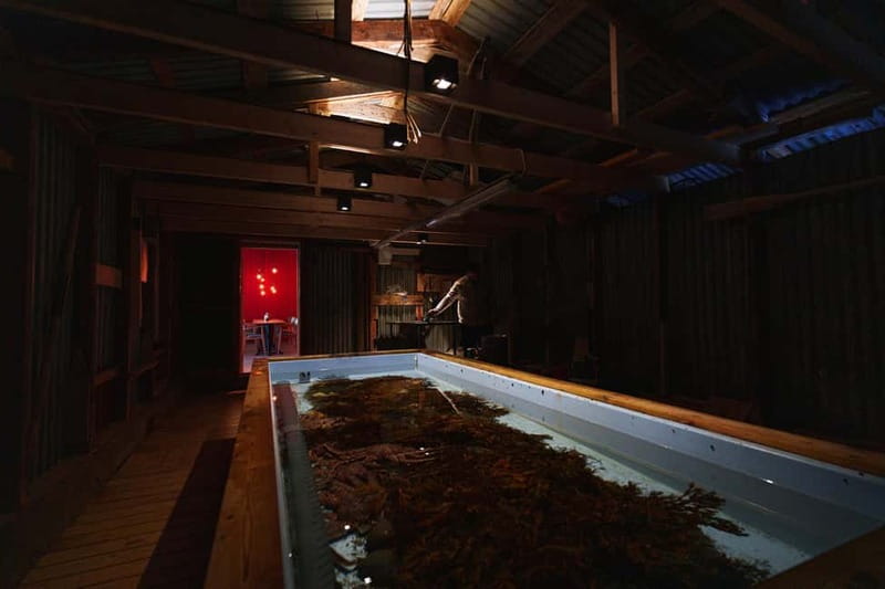 Tromsø: Tasty King Crab Adventure - Aera Panorama Glass Lodge to the boathouse walk