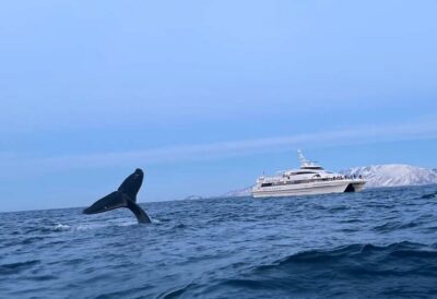 Tromsø Whale Safari with MS Gabriele
