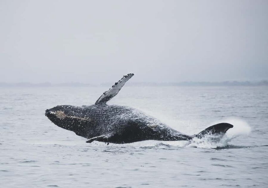 Tromsø Whale Safari with MS Gabriele - Guides make the difference: Lorenzo, Raúl, Bjørnar, and the crew energy