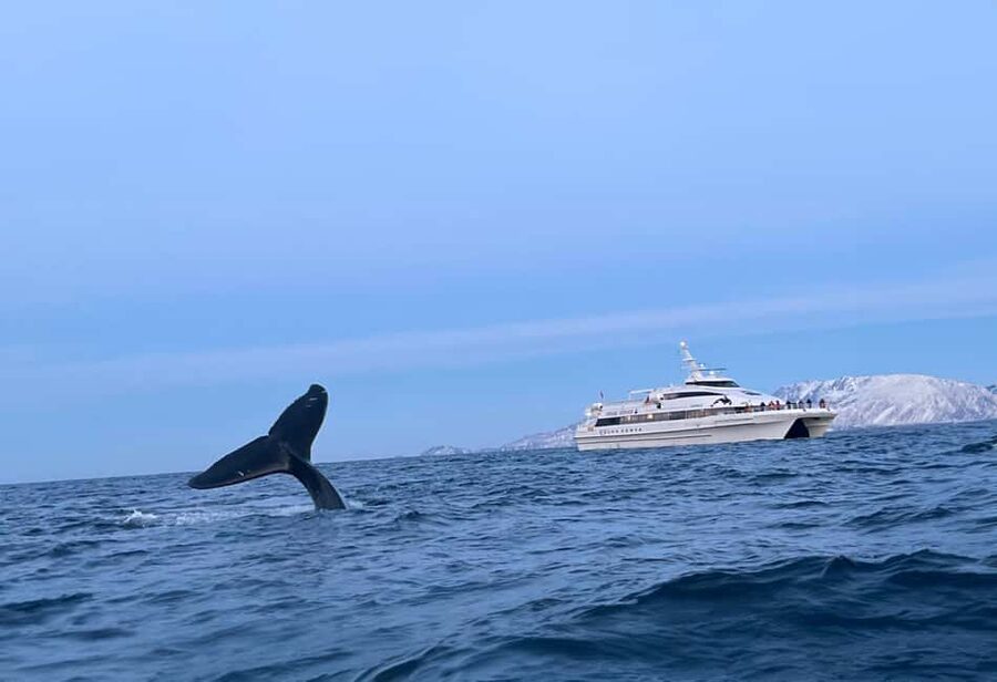 Tromsø Whale Safari with MS Gabriele - MS Gabriele: the warm catamaran part you will actually appreciate