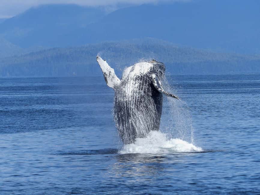 Tromsø Whale Safari with MS Keiser Wilhelm - Key Things That Make This Whale Safari Worth Your Time