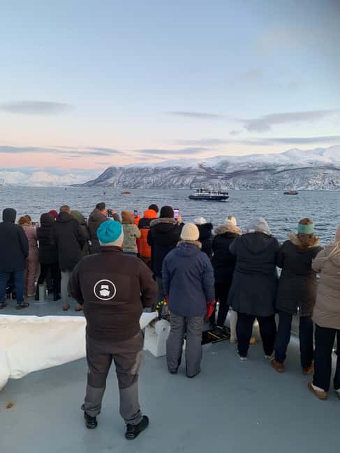 Tromsø Whale Safari with MS Keiser Wilhelm - Orcas, Humpbacks, and the Other Regulars in the Barents Sea
