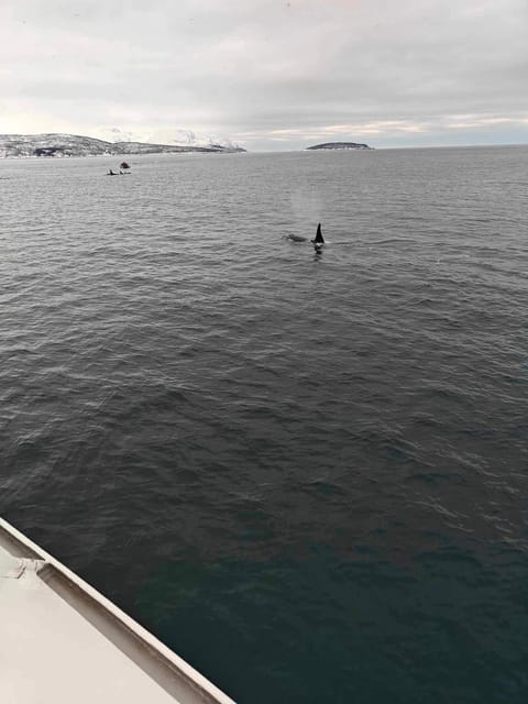 Tromsø Whale Safari with MS Keiser Wilhelm - What the Guides Do With Your Time (Plus a Few Smart Tips)