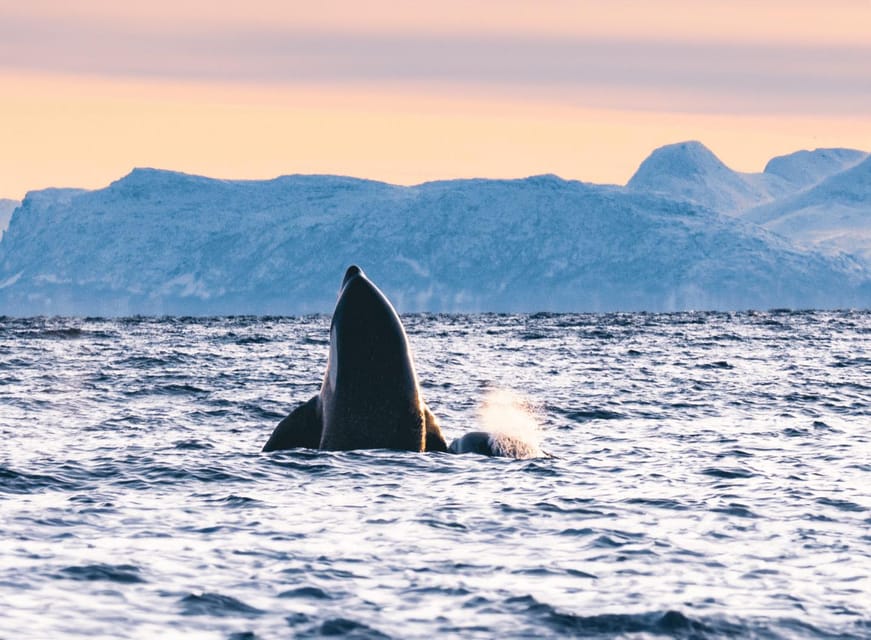 Tromsø Whale Safari with MS Keiser Wilhelm - Who Should Book This Tour, and Who Might Want to Skip It