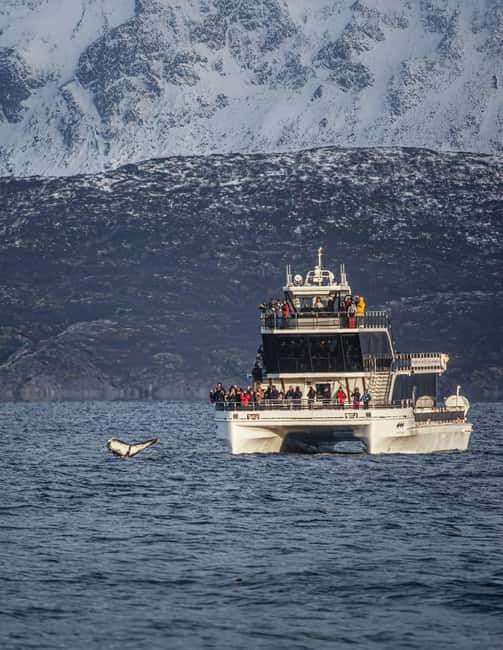 Tromsø: Whale Watching Tour by Hybrid-Electric Boat - Quick Key Points to Know