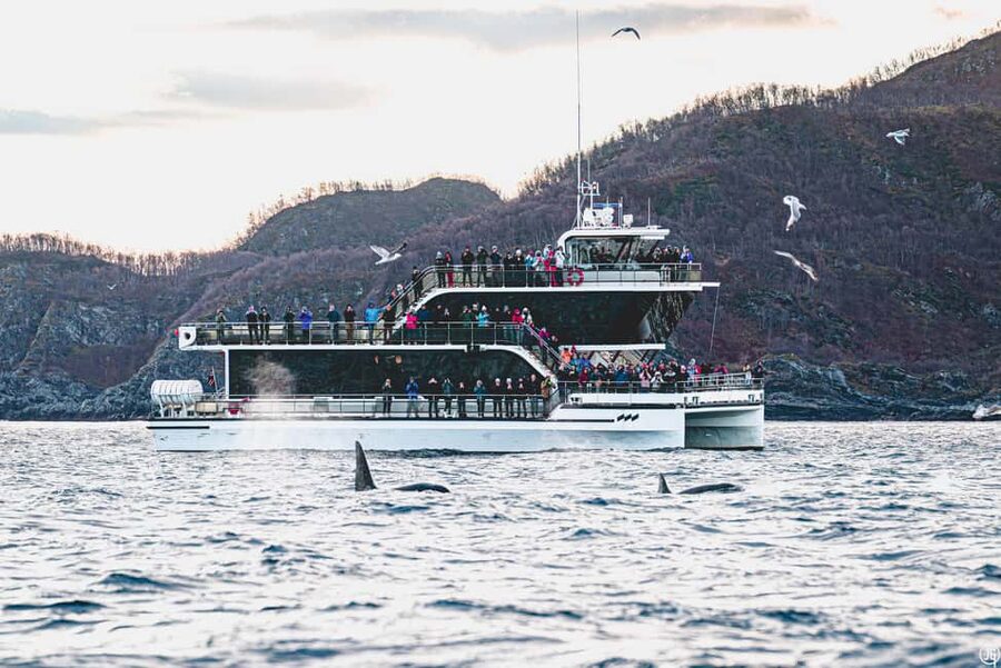 Tromsø: Whale Watching Tour by Hybrid-Electric Boat - A Silent Hybrid-Electric Cruise Makes Arctic Whale Watching Feel Different