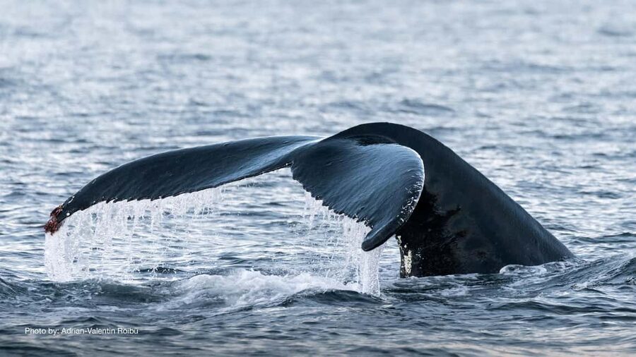 Tromsø: Whale Watching Tour by Hybrid-Electric Boat - Warm Panoramic Lounges, Icy Decks, and Onboard Comfort