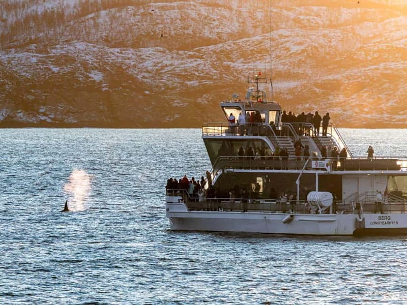 Tromsø: Whale Watching Tour by Hybrid-Electric Boat - The Hybrid Engine Switch, and How the Team Limits Disturbance