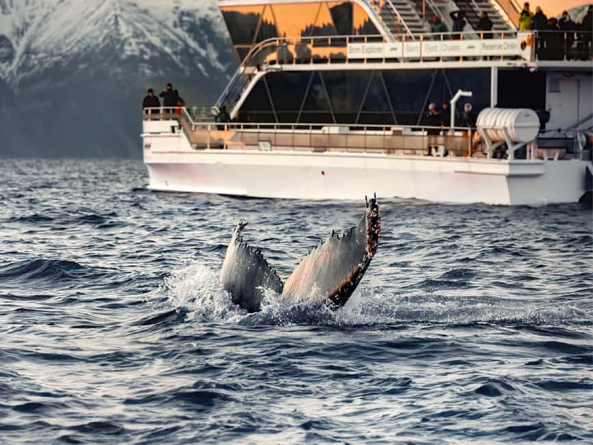 Tromsø: Whale Watching Tour by Hybrid-Electric Boat - Seasickness, Weather, and What to Pack for the Barents Sea