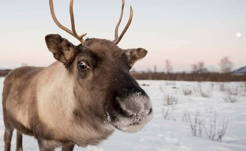 Tromsø: Winter Fjord Road Trip with Citizen Science - Price and Value: what $161 gets you