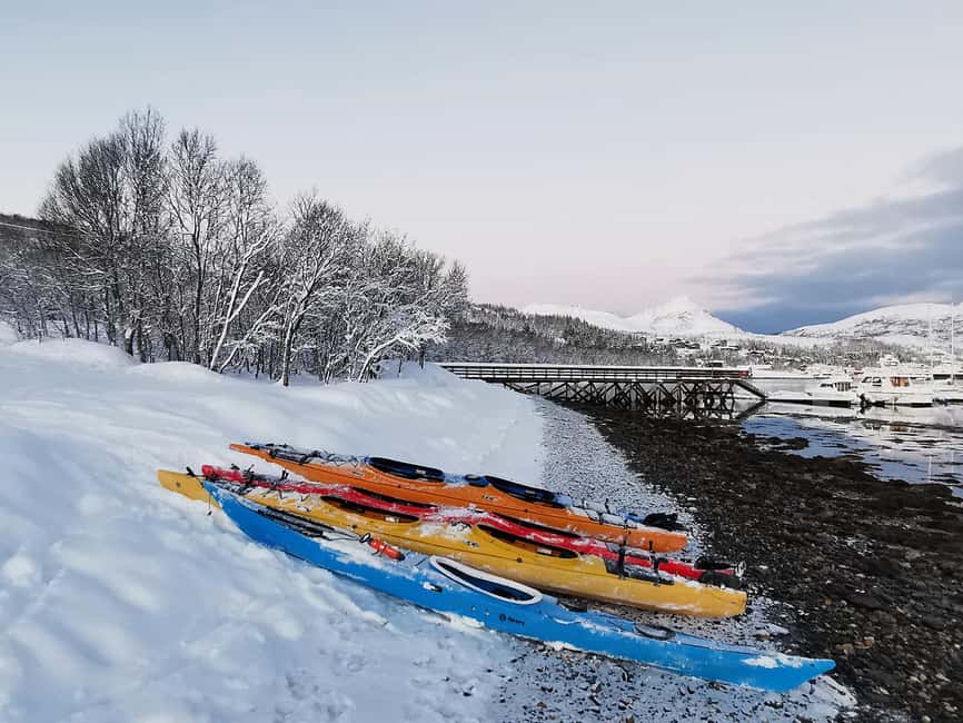 Tromsø: Winter Sea Kayaking Tour with Wildlife Sightings - Wildlife Sightings: Seals, Sea Eagles, Otters, and What to Watch For