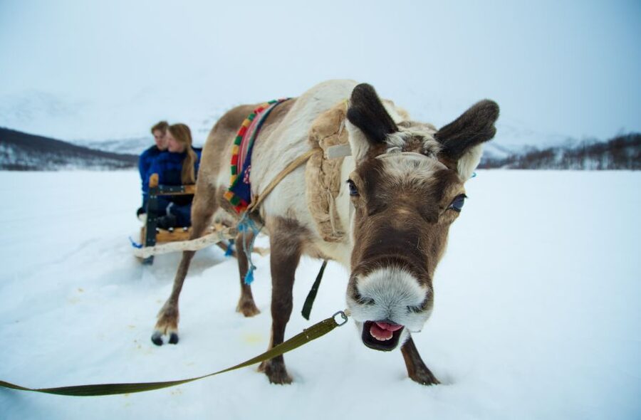True Locals of the Arctic: Reindeer Sledding at Camp Tamok - The real reason this feels special, Sami stories plus hands-on reindeer time