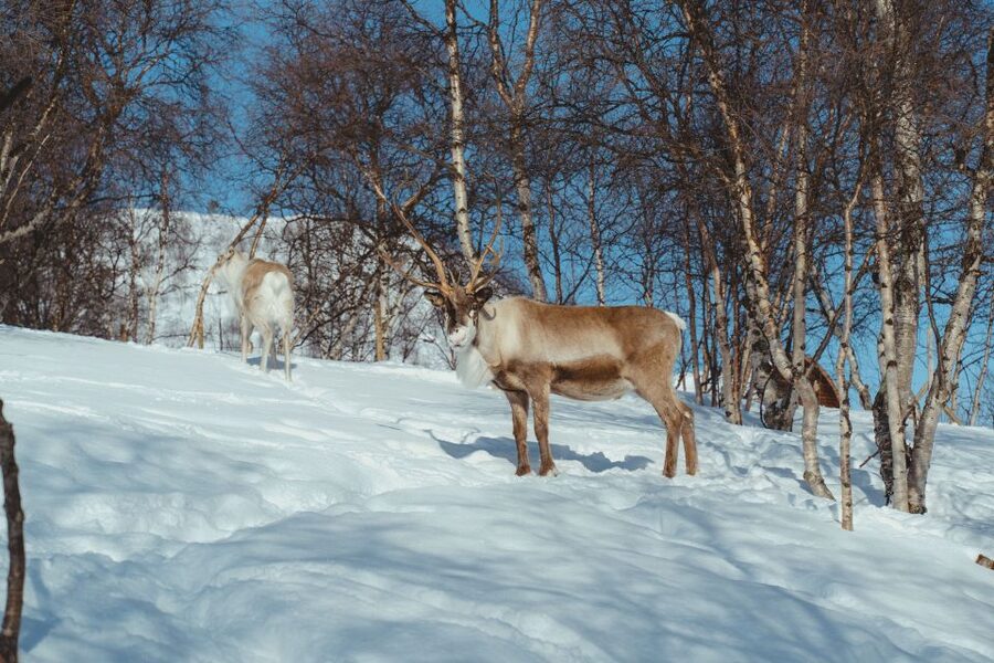 True Locals of the Arctic: Reindeer Sledding at Camp Tamok - Getting fitted with cold-weather gear, and how to avoid the common mistakes