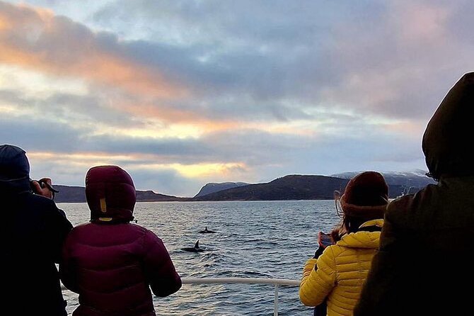 Whale Safari in Tromso - Key things to know before you go