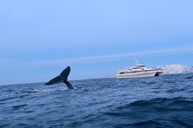 Whale Safari in Tromso - Tromsø fjords whale watching: why this cruise works