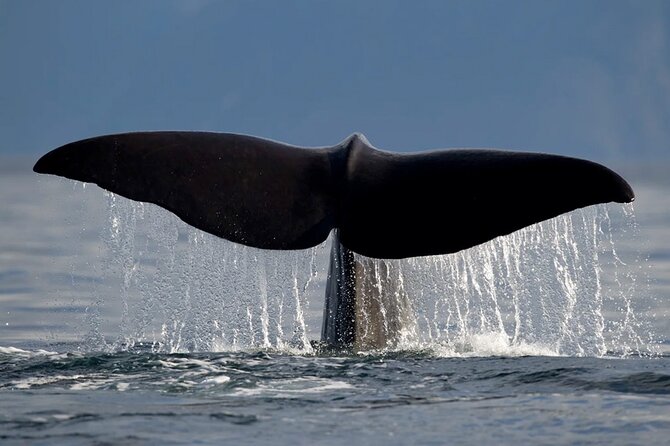 Whale Safari in Tromso - Comfort matters: seating, onboard WiFi, restrooms, and staying warm