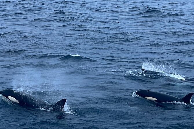 Whale Safari in Tromso - Snacks, drinks, and what is actually included for $182