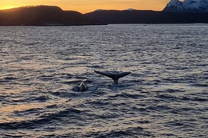 Whale Safari in Tromso - Group size and the line for good viewing spots