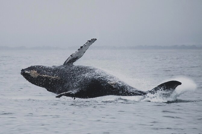 Whale Safari in Tromso - When orcas and humpbacks show up, here is what to expect