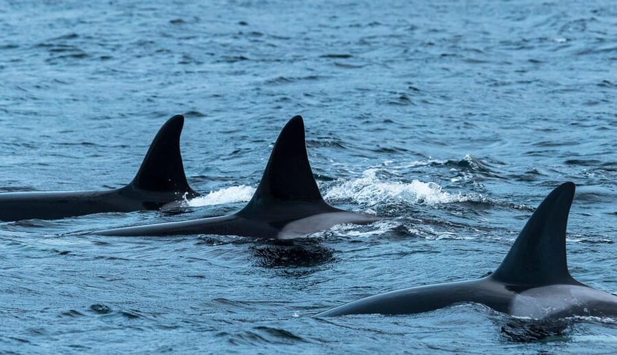 Whale Watching RIB Safari at Skjervøy - Suit up: staying warm on a fast RIB in Arctic conditions