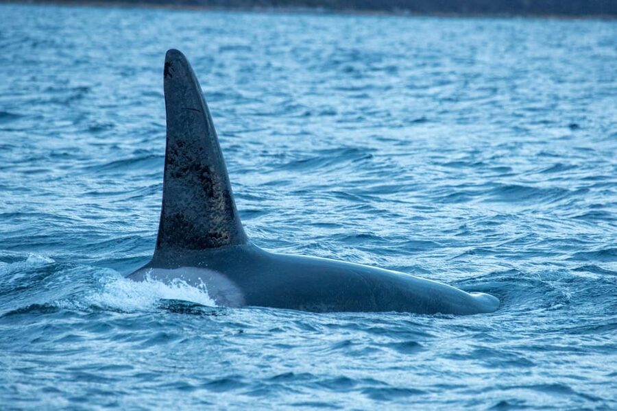 Whale Watching RIB Safari at Skjervøy - The RIB safari itself: 2.5 to 3 hours of scanning and repositioning