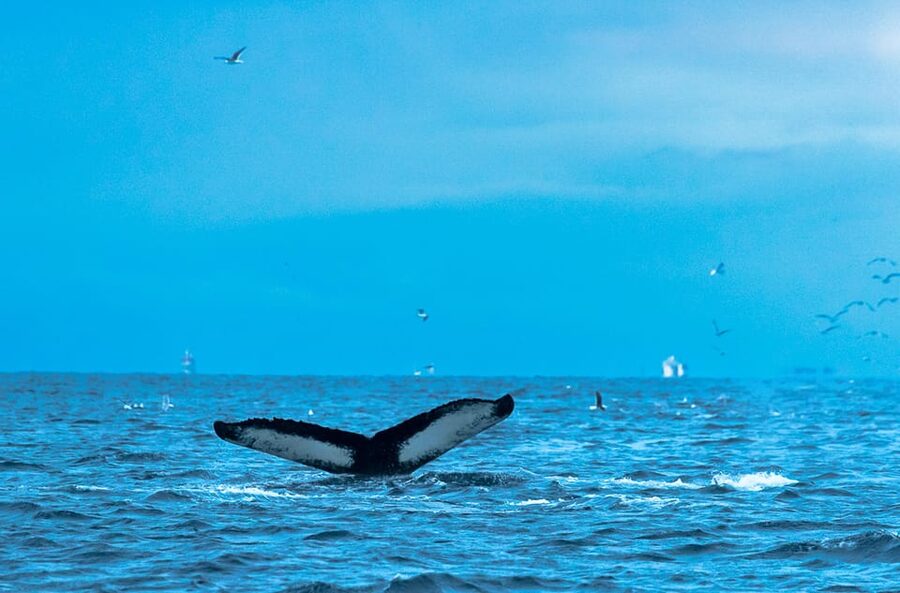 Whale Watching RIB Safari at Skjervøy - When and where whales are expected: the herring migration link
