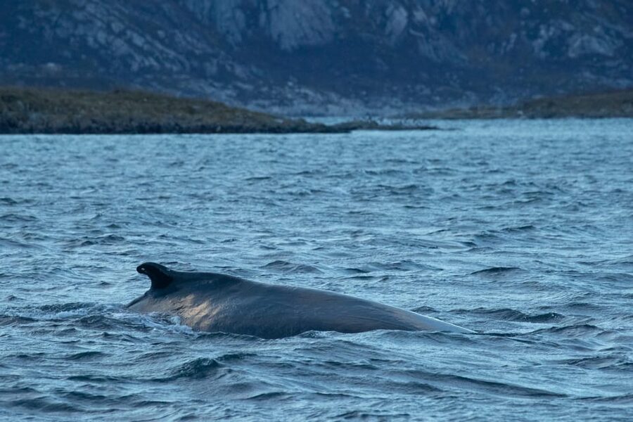 Whale Watching RIB Safari at Skjervøy - Tromsø to Skjervøy: the early Red Bus morning that shapes your day